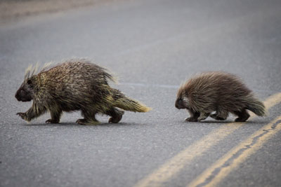 Porcupine with baby