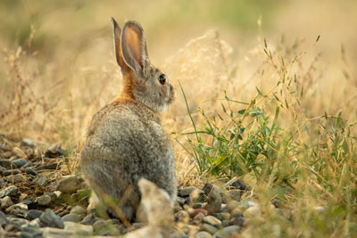 Rabbit on rocks