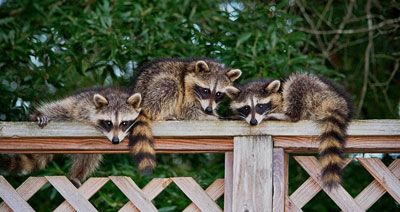 baby raccoons on a fence