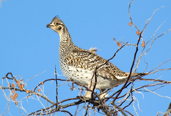 sharp tailed grouse 2