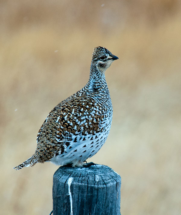 Sharp tailed grouse 1