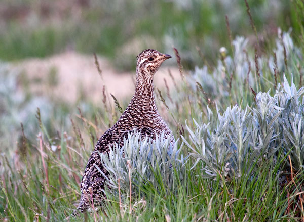 sharp tailed grouse 3