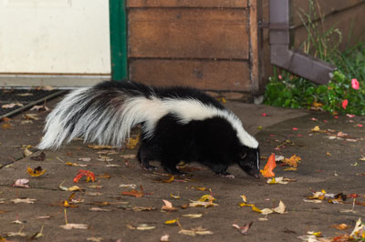 skunk by a house