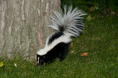skunk by a tree