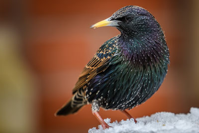 Starling in the snow