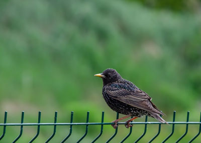Starling on a fence