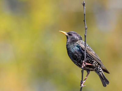 Starling on a twig