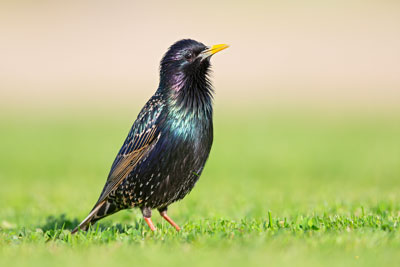 Starling on the ground