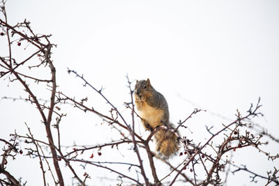 Tree squirrel in a tree
