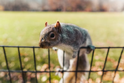 Tree squirrel on a fence
