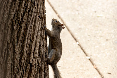 Tree squirrel on a tree