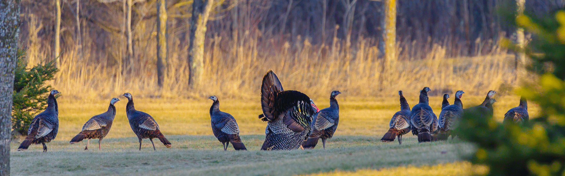 Group of turkeys