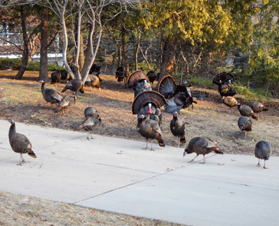 group of turkeys
