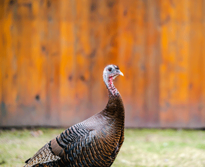 turkey in front of fence
