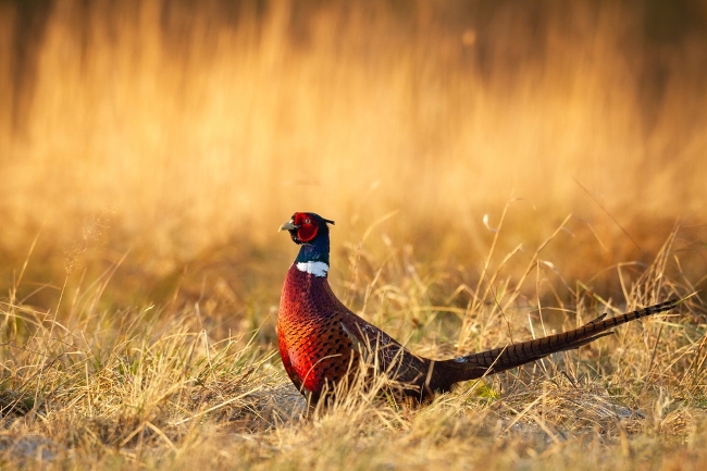 Photo of ring-necked pheasant