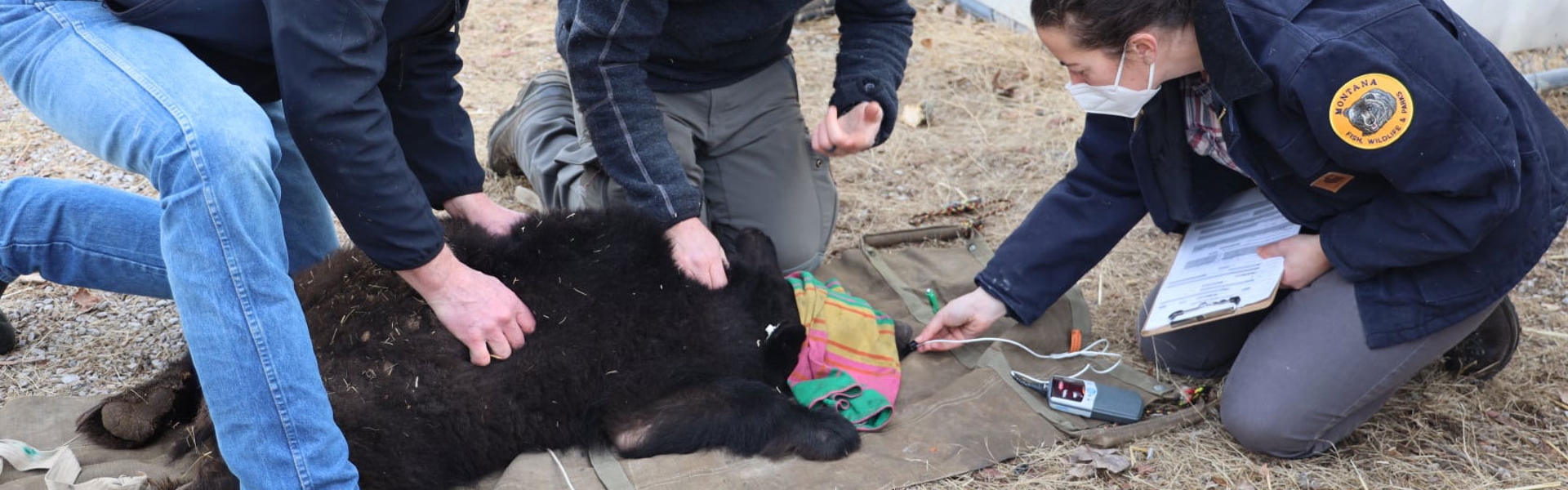 medical exam on small black bear