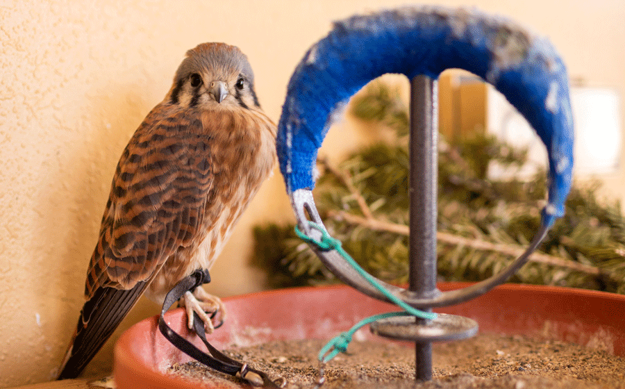 american kestrel