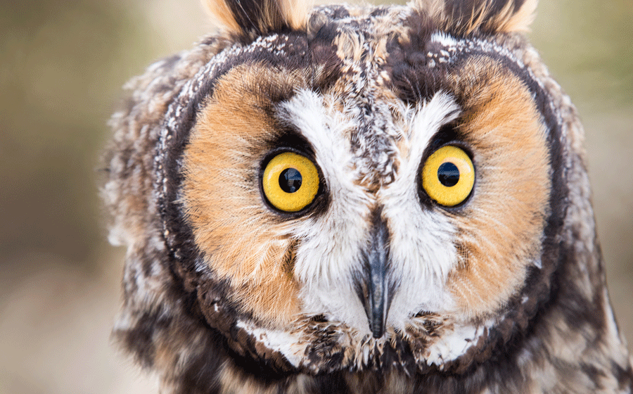 long-eared owl