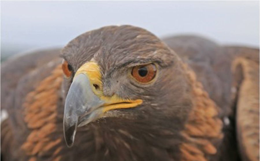 Golden Eagle