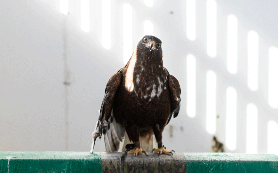 ferruginous hawk