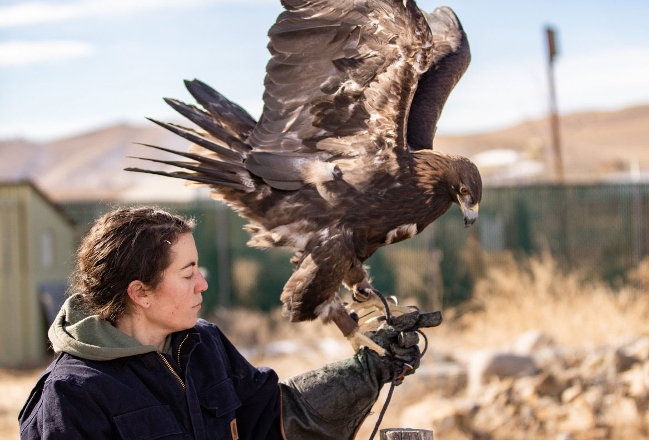 handling golden eagle