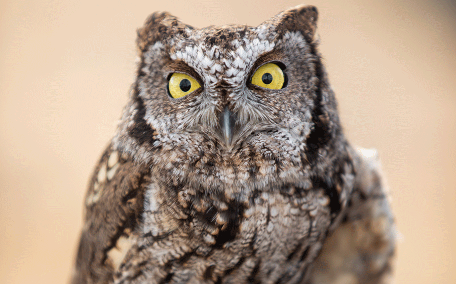 western screech owl