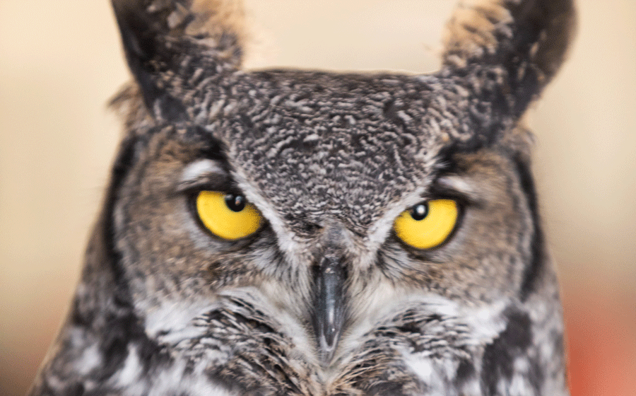 great horned owl