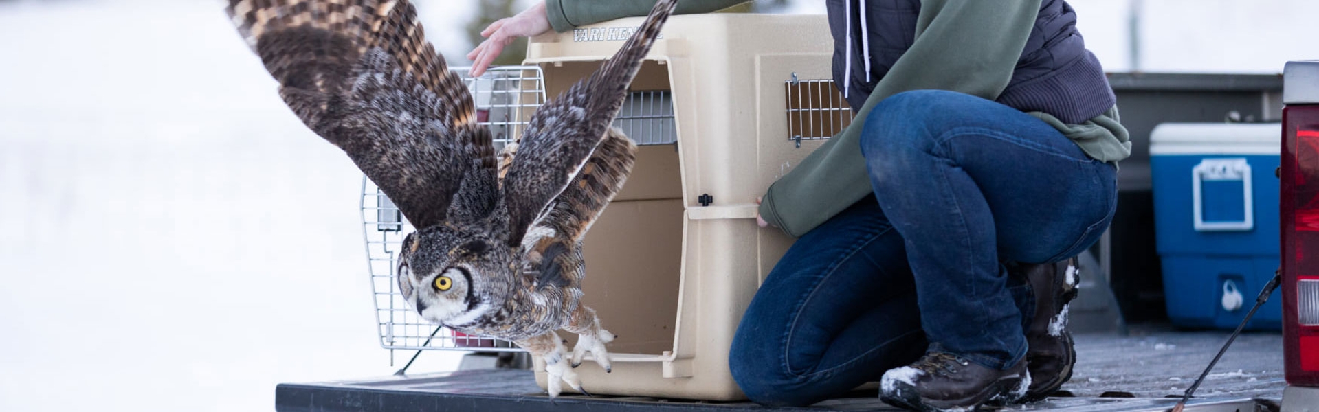 releasing an owl