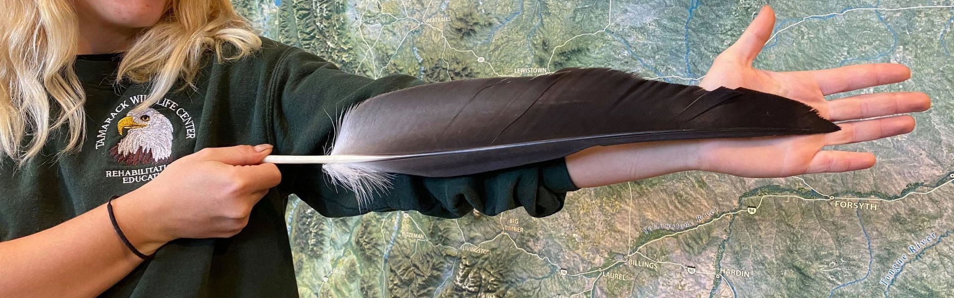 holding a bald eagle wing