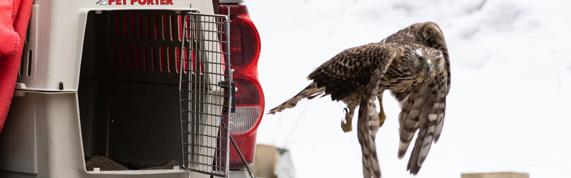 releasing hawk