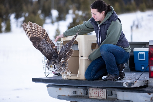 releasing bird