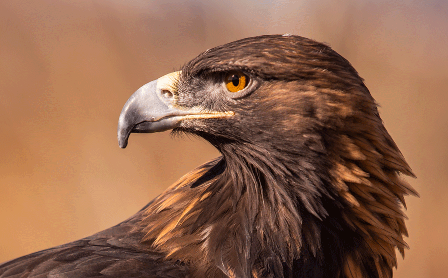 golden eagle