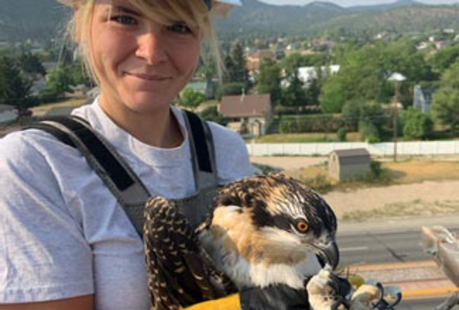 saving a bird from a powerline