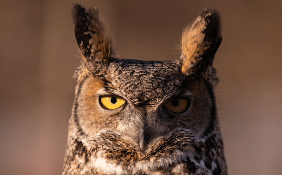 great horned owl