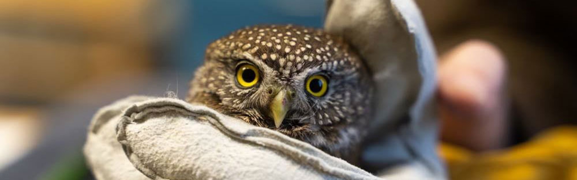 holding small owl