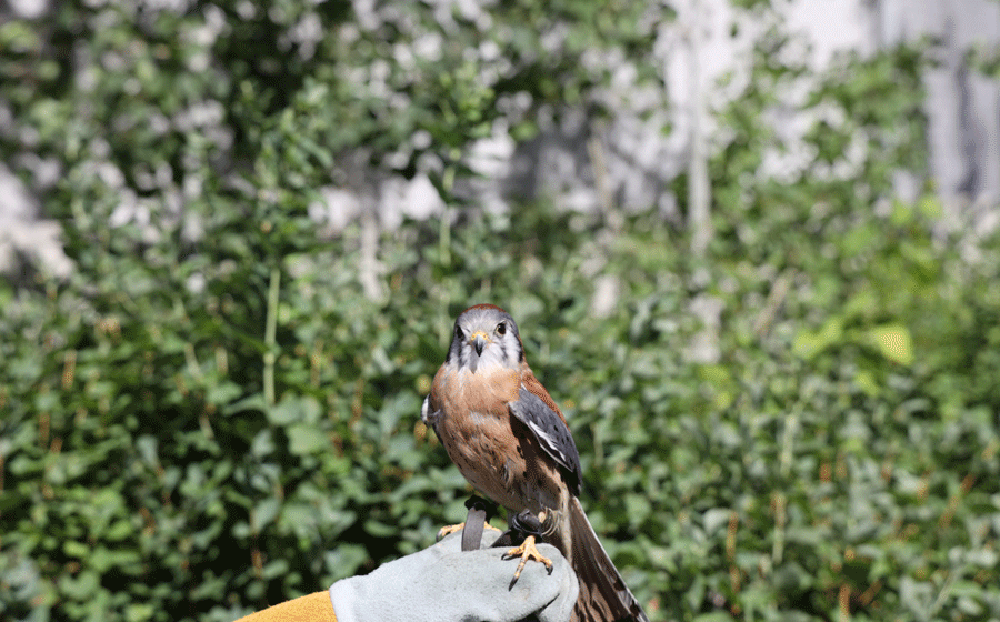 american kestrel