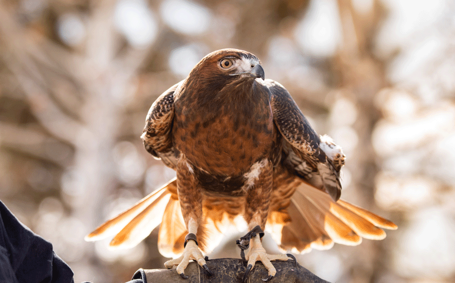 red-tailed hawk