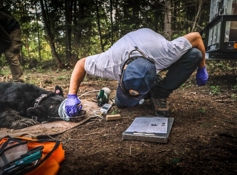 Bear research biologist