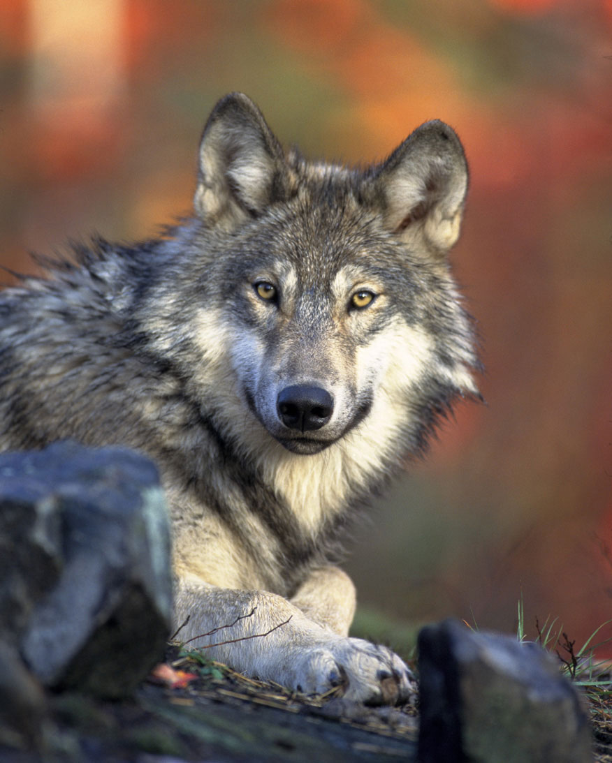 Wolf Conservation & Management Program | Montana FWP