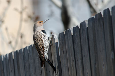 Woodpecker on fence