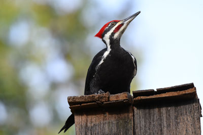 Woodpecker on post