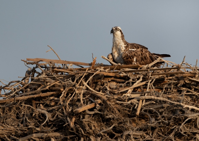 Photo osprey in nest