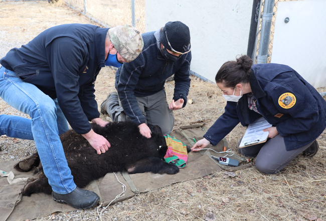 bear rehab