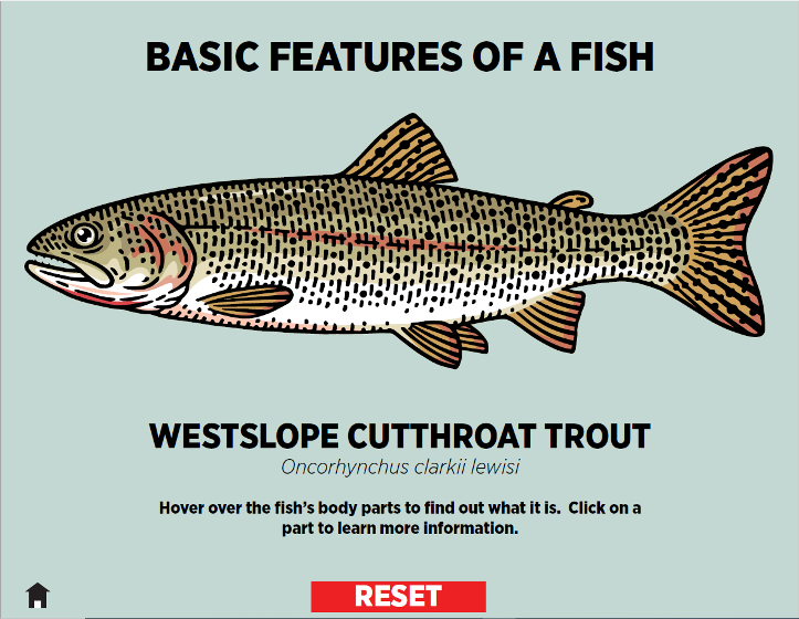 westslope cutthroat trout study guide