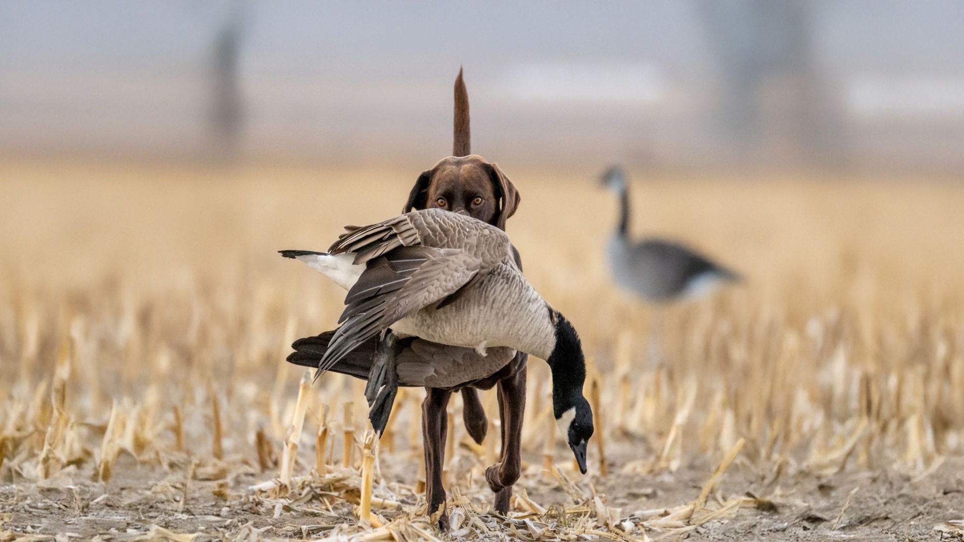Photo of chocolate lab retrieving goose in crop field