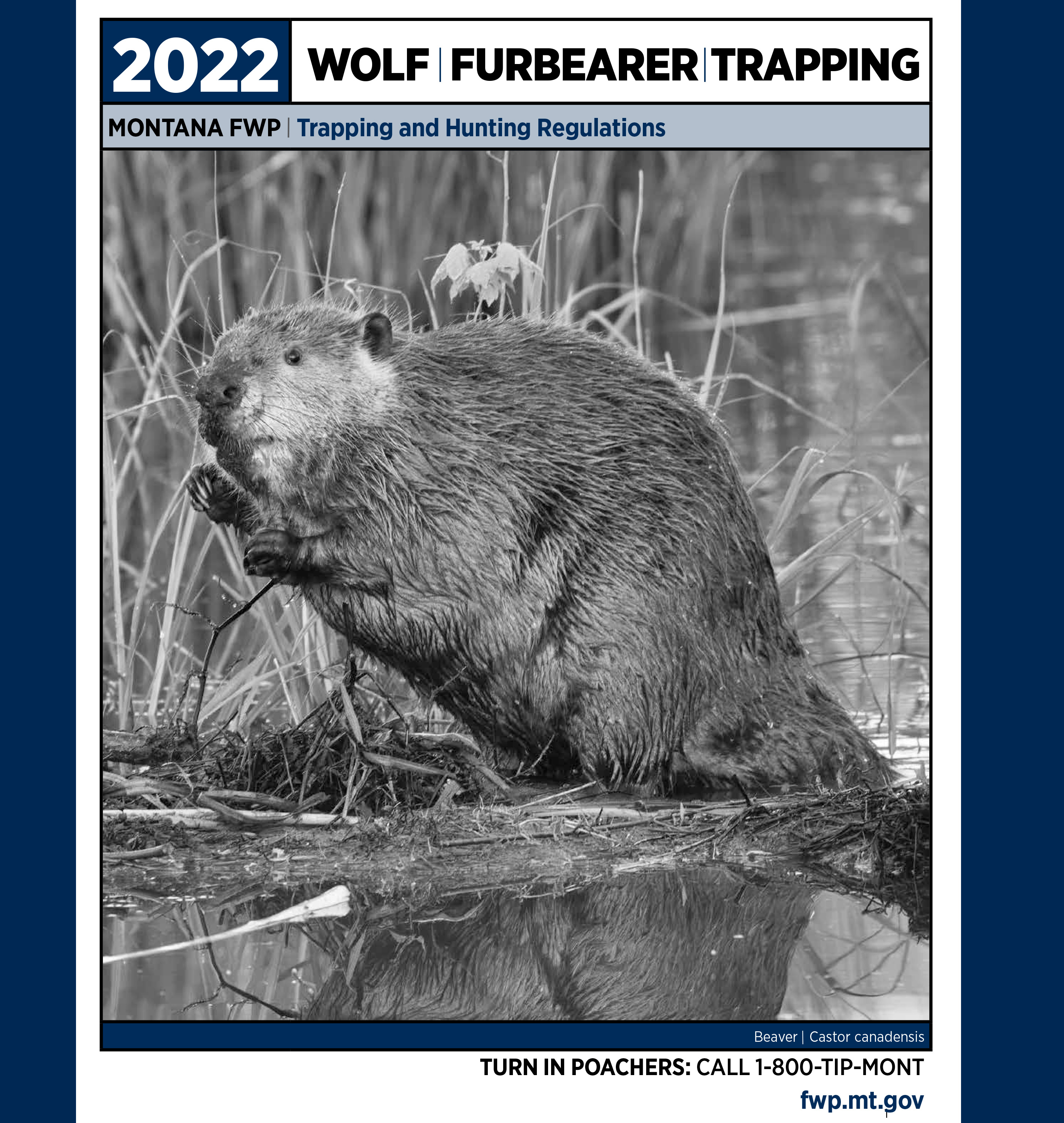Furbearer, Wolf, & Trapping