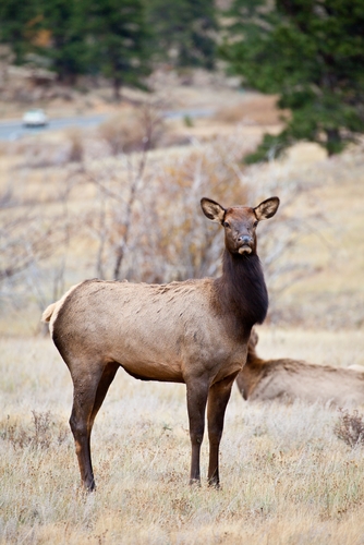 Cow elk in a field