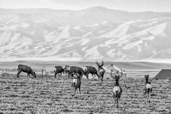 Photo of deer herd