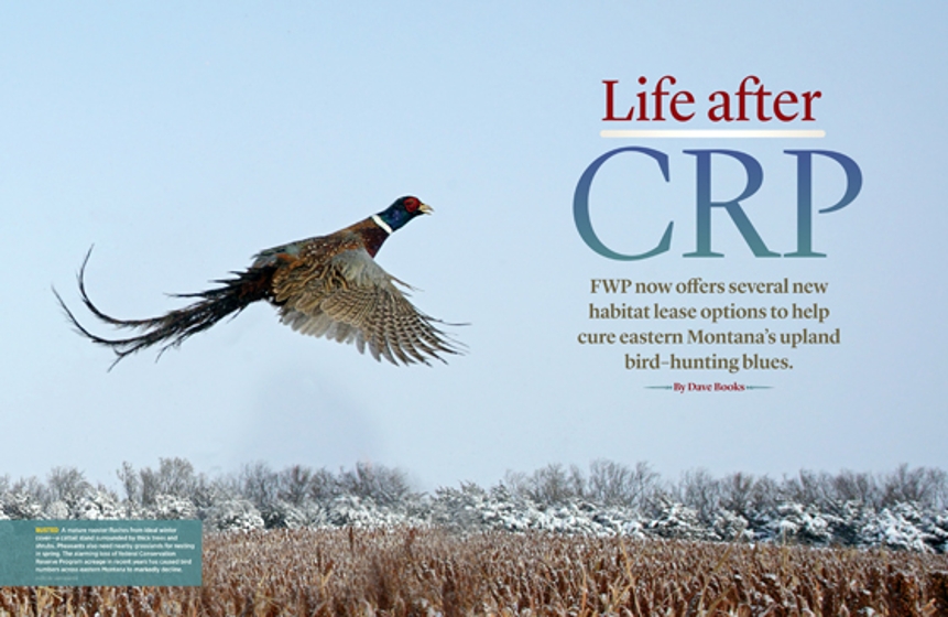 Life After CRP article cover