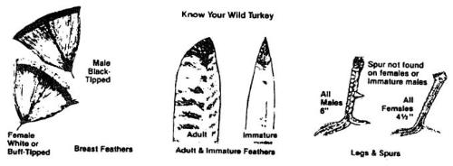 Know Your Wild Turkey sketch